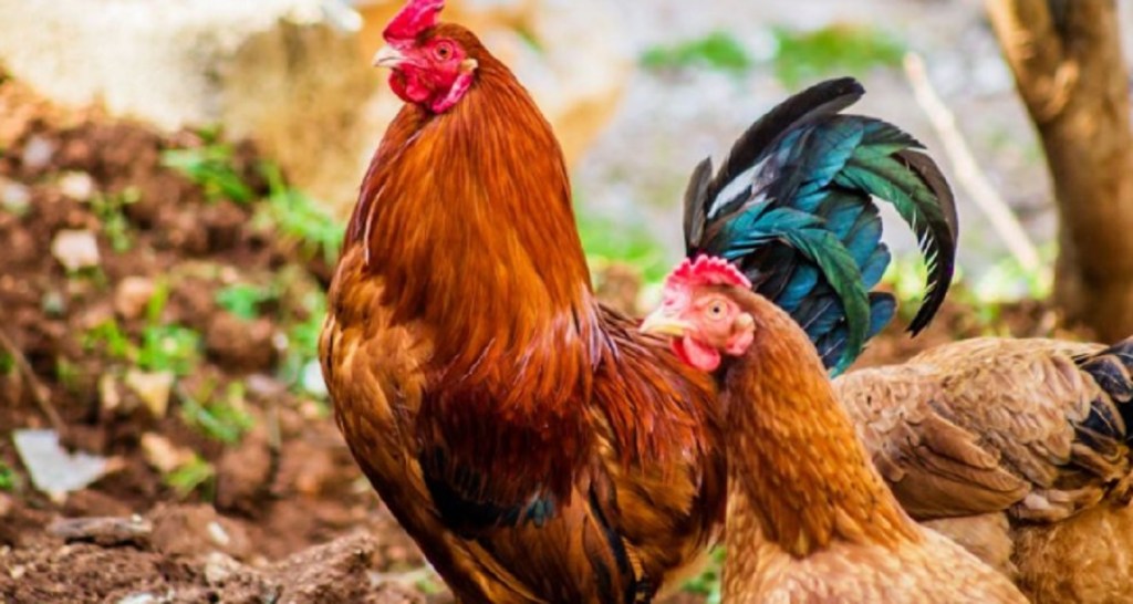 5 Arti Ayam Berkokok Jam 3 Malam Menurut Primbon dan&nbsp;Mitos